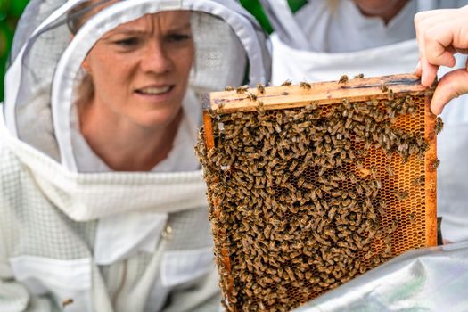 Beekeeper inspects bees in a protective suit.