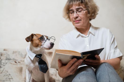 Elderly caucasian woman reading a book with a smart dog jack russell terrier wearing glasses and a tie on the sofa.