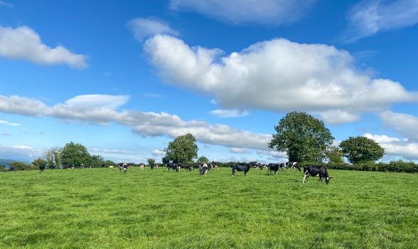 The herd of holstein milk cows grazing on pasture during warm sunny day in summer on blue sky background.