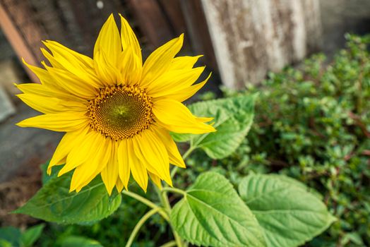 Yellow Flower grows abandoned in an urban environment