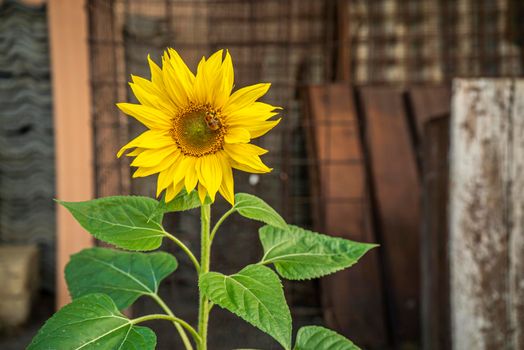 Yellow Flower grows abandoned in an urban environment