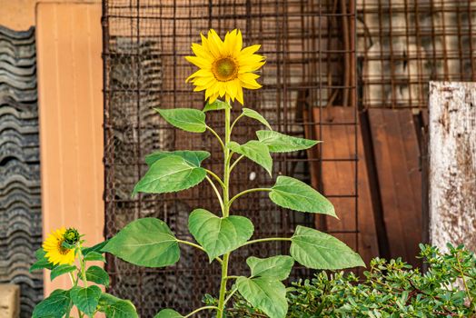 Yellow Flower grows abandoned in an urban environment