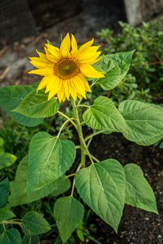 Sunflower grows in the field in spring time