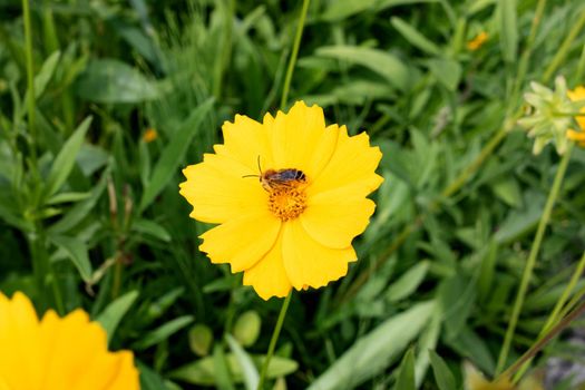 Bee on a yellow flower among green leaves close up