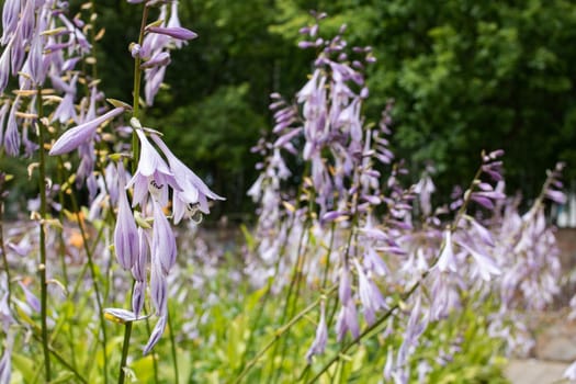 Small purple flowers among green leaves close up