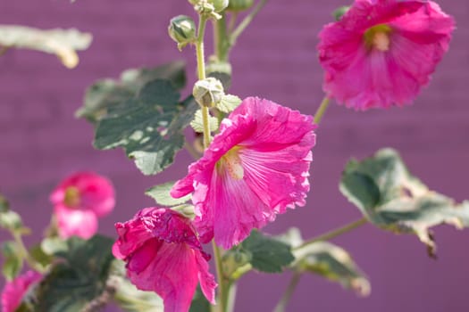 Big pink mallow flower among green leaves close up