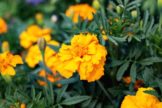 Yellow marigold flowers among green leaves close up