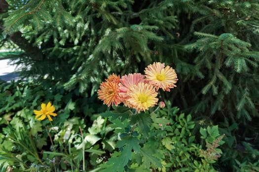 Bright orange flowers among green leaves close up