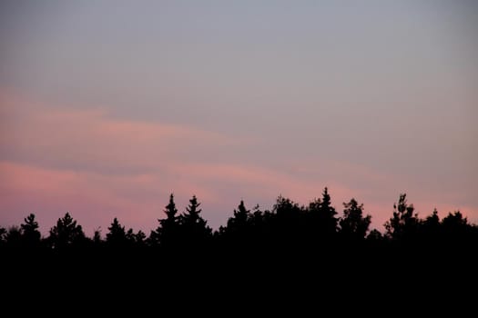 Pink sunset sky over black tree silhouettes, background
