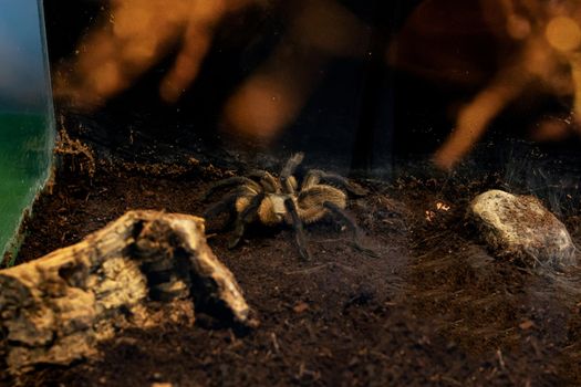 Big brown spider in a terrarium close up