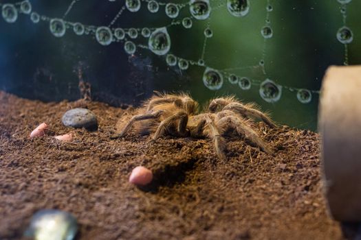 Spider nhandu vulping in a terrarium close up