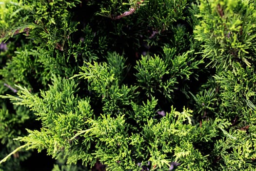 Green branches of juniper close up, nature background