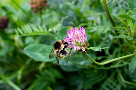 Bumblebee on a purple flower close up, macro photo