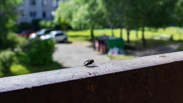 A big black fly sits on a metal railing