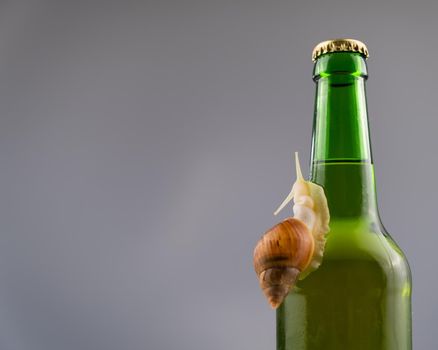 Close-up of a snail crawling on a glass bottle of beer in the studio