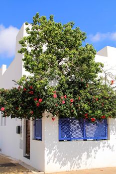 Whitewashed houses with bougainvillea in Rodalquilar, Andalusia, Spain