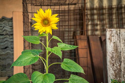 Yellow Flower grows abandoned in an urban environment