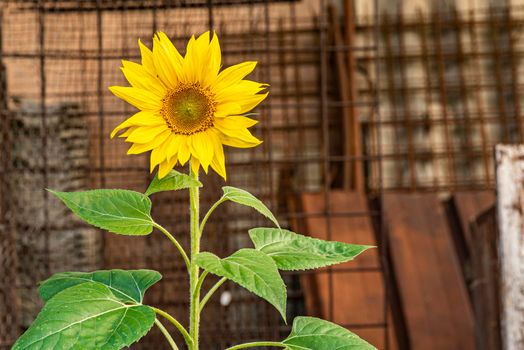 Yellow Flower grows abandoned in an urban environment