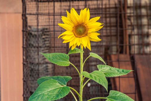 Yellow Flower grows abandoned in an urban environment