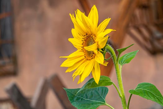 Yellow Flower grows abandoned in an urban environment