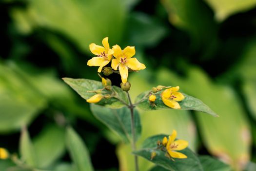 Yellow red flowers among green leaves close up