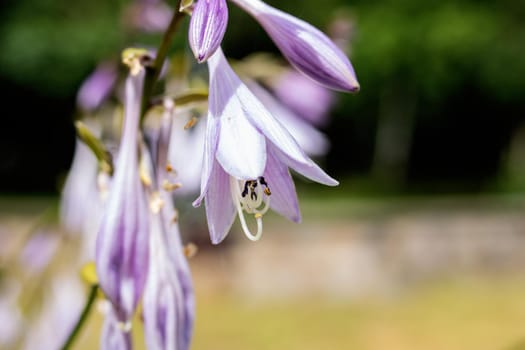 Small purple flowers among green leaves close up