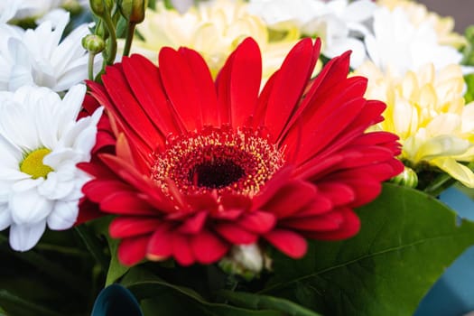 Bright red flower in a bouquet close up