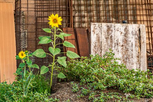 Yellow Flower grows abandoned in an urban environment