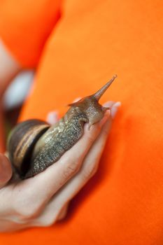 Dark brown snail achatina is hold by female hands, orange background, animal pets concept
