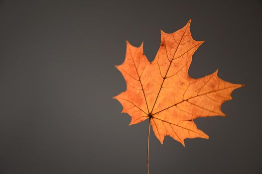 Yellow maple leaf on black background. Copy space.