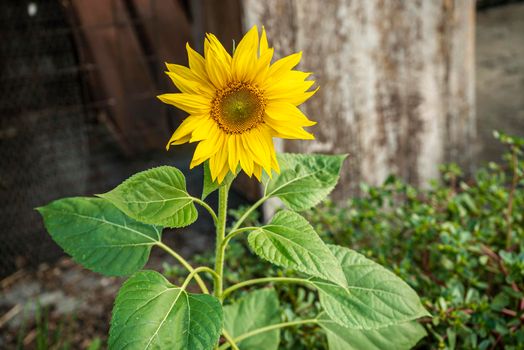 Yellow Flower grows abandoned in an urban environment