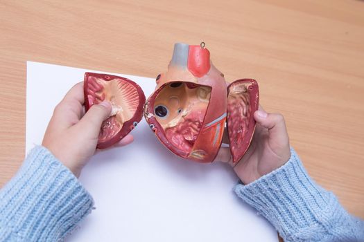 Pupil's hands are close-up to disassemble the model of the heart. A schoolboy performs a task at the workplace. The concept of children's education, teaching knowledge, skills and abilities.