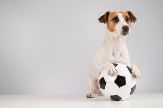 Jack russell terrier dog with soccer ball on white background.