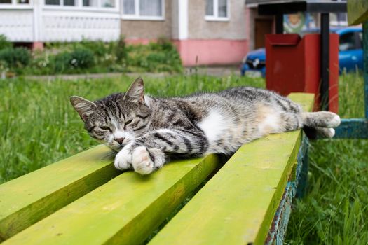 Homeless gray tabby cat sleeping on a bench