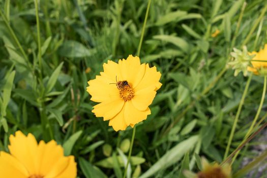 Bee on a yellow flower among green leaves close up