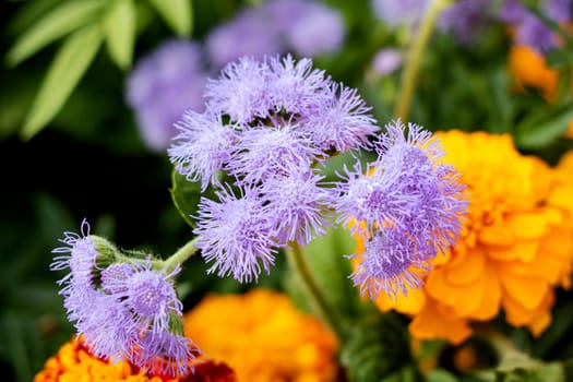 Purple ageratum flowers among green leaves close up