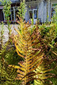 Autumn yellowed fern leaves close up, nature background