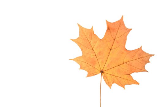 Yellow maple leaf on white background. Copy space