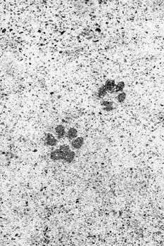 Dog footsteps on gray concrete block. Monochrome picture.