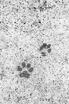 Dog footsteps on gray concrete block. Monochrome picture.