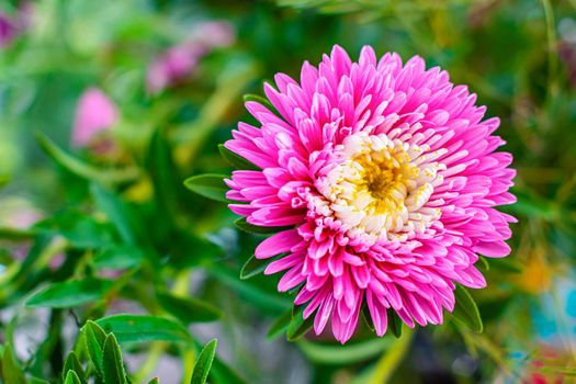 Beautiful pink aster flower in a summer green garden close up