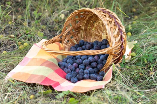 Ripe plums in wicker basket on the grass