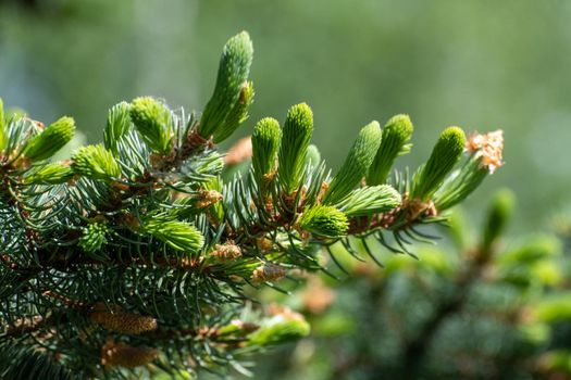 Spruce branch with young needles and a young spruce cone