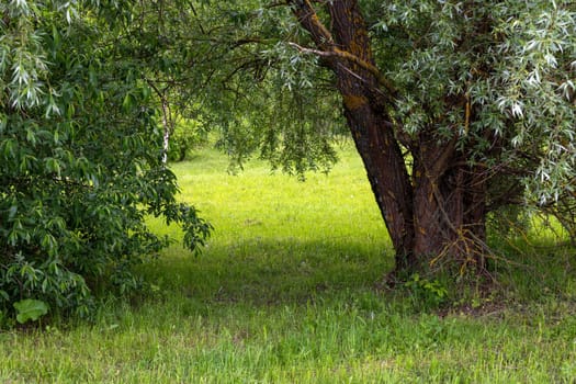 Deciduous forest edge in early summer