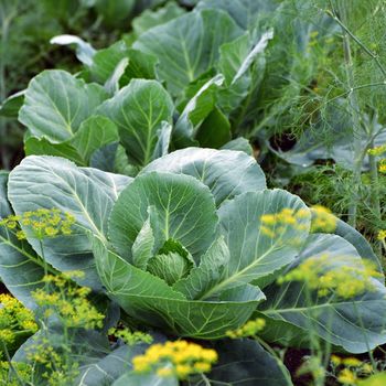 Young cabbage grows in market garden