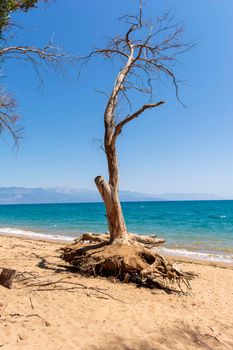 A dried tree at the Velika beach at Messinia. Greece.