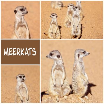 Collage of meerkats showing their inquisitive natures