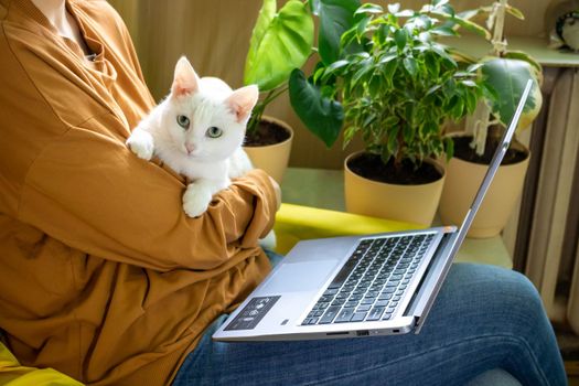 The white cat is calmly sleeping in the arms of the hostess,in front of the laptop.The concept of working at home.