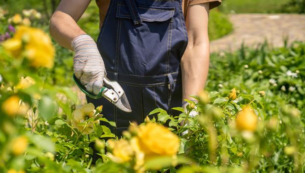 A young man with hands in gloves is trimming bushes of roses in his garden with a secateur. A professional gardener is cutting roses with a garden pruner.