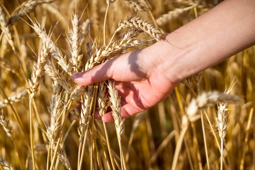 A man's hand holds spikelets of ripe wheat with grain on the background of a golden field and the sky. The farmer carefully checks the quality of the crop.